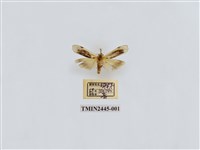 藏品(黑長斑苔蛾)的圖片